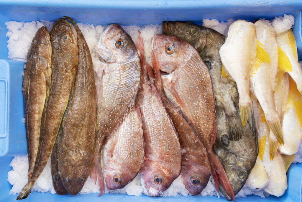 Different kinds of fishes on the cooler