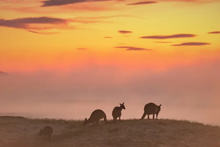 Beachcomber - Kangaroos at sunrise