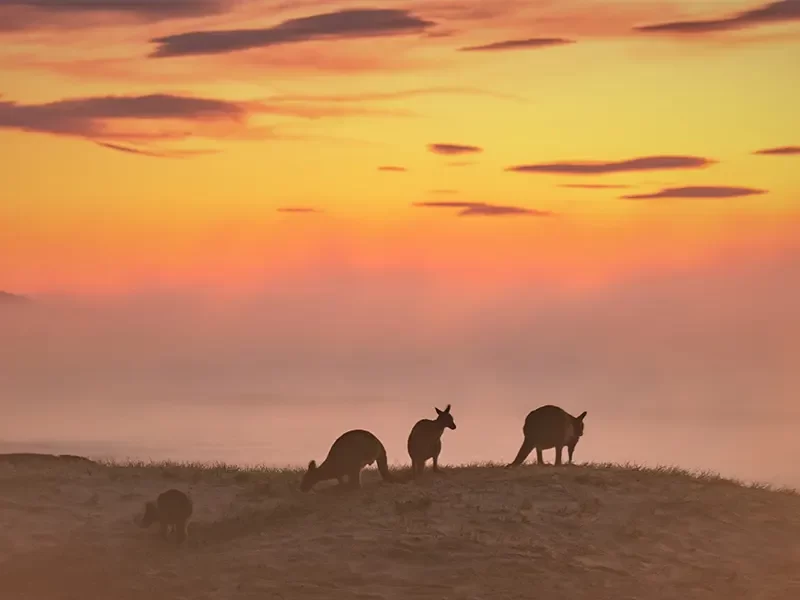 Beachcomber - Kangaroos at sunrise